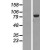 Western Blot: ABCF3 Lysate [NBL1-07185] - Western Blot experiments. 
Left-Control; Right -Over-expression Lysate for ABCF3